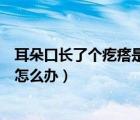 耳朵口长了个疙瘩是什么信号（耳朵口长了个疙瘩一碰就疼怎么办）