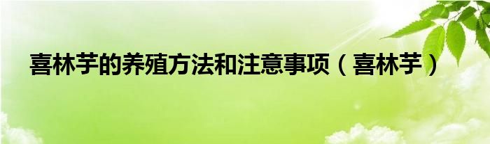 喜林芋的养殖方法和注意事项（喜林芋）