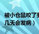 被小仓鼠咬了要不要打狂犬疫苗（被仓鼠咬了几天会发病）