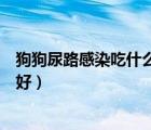 狗狗尿路感染吃什么药效果最好（尿路感染吃什么药效果最好）