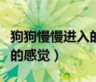 狗狗慢慢进入的感觉怎么形容（狗狗慢慢进入的感觉）