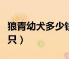 狼青幼犬多少钱一只合适（狼青幼犬多少钱一只）