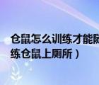 仓鼠怎么训练才能随叫随到（仓鼠怎么训练随叫随到如何训练仓鼠上厕所）