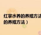 红掌水养的养殖方法和注意事项（叶仙人掌怎么养 叶仙人掌的养殖方法）