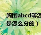 胸围abcd等怎么分（胸围分A B C D E F G 是怎么分的）