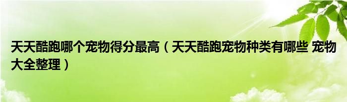 天天酷跑哪个宠物得分最高（天天酷跑宠物种类有哪些 宠物大全整理）