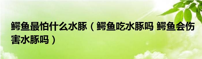 鳄鱼最怕什么水豚（鳄鱼吃水豚吗 鳄鱼会伤害水豚吗）