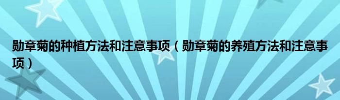 勋章菊的种植方法和注意事项（勋章菊的养殖方法和注意事项）