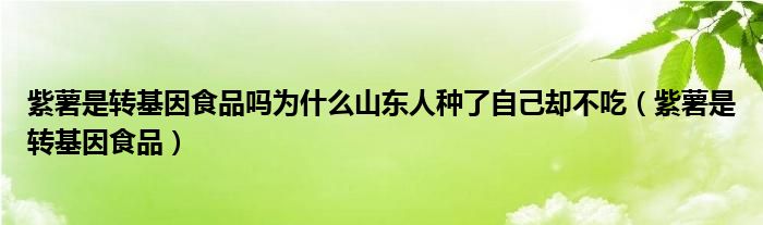 紫薯是转基因食品吗为什么山东人种了自己却不吃（紫薯是转基因食品）