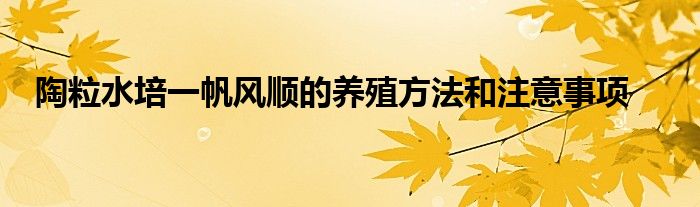 陶粒水培一帆风顺的养殖方法和注意事项