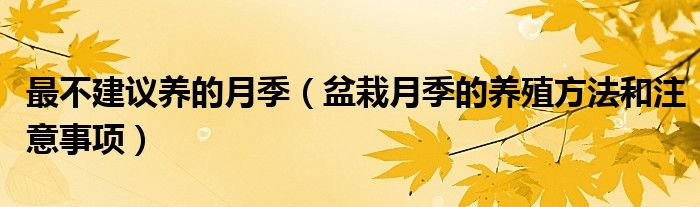 最不建议养的月季（盆栽月季的养殖方法和注意事项）