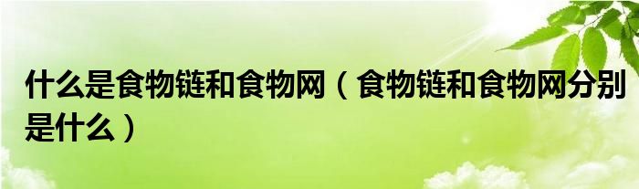 什么是食物链和食物网（食物链和食物网分别是什么）