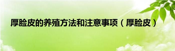 厚脸皮的养殖方法和注意事项（厚脸皮）