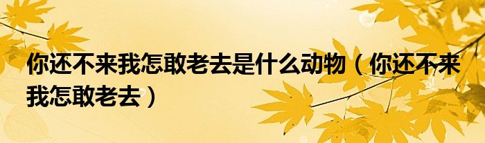 你还不来我怎敢老去是什么动物（你还不来 我怎敢老去）