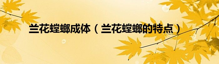 兰花螳螂成体（兰花螳螂的特点）