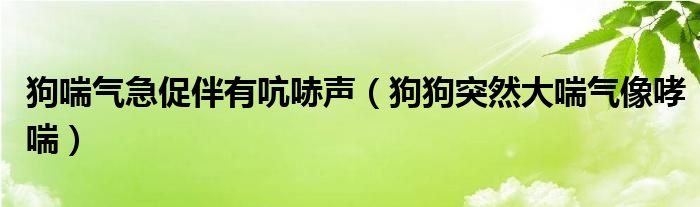 狗喘气急促伴有吭哧声（狗狗突然大喘气像哮喘）