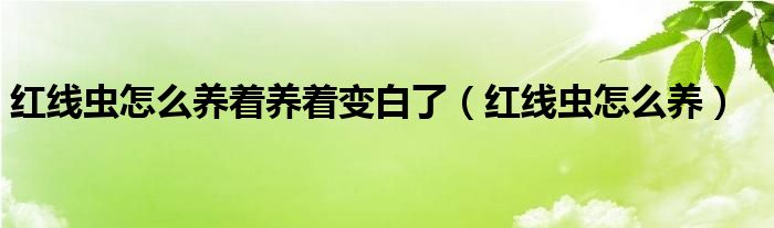 红线虫怎么养着养着变白了（红线虫怎么养）