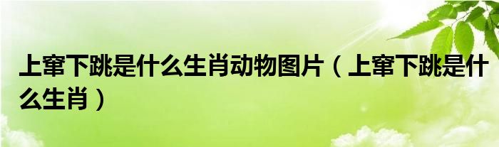 上窜下跳是什么生肖动物图片（上窜下跳是什么生肖）