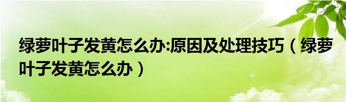 绿萝叶子发黄怎么办:原因及处理技巧（绿萝叶子发黄怎么办）