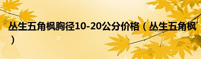 丛生五角枫胸径10-20公分价格（丛生五角枫）