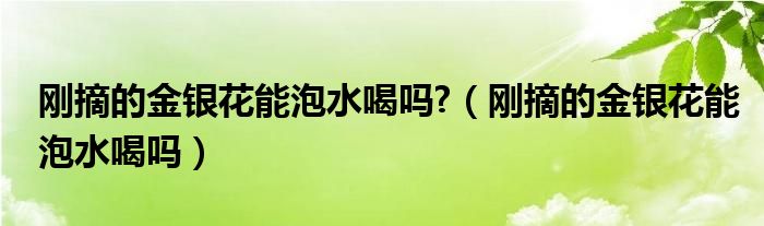 刚摘的金银花能泡水喝吗?（刚摘的金银花能泡水喝吗）