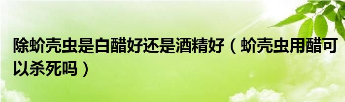 除蚧壳虫是白醋好还是酒精好（蚧壳虫用醋可以杀死吗）