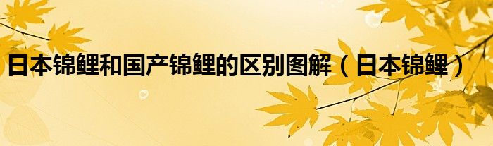 日本锦鲤和国产锦鲤的区别图解（日本锦鲤）