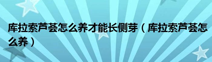 库拉索芦荟怎么养才能长侧芽（库拉索芦荟怎么养）