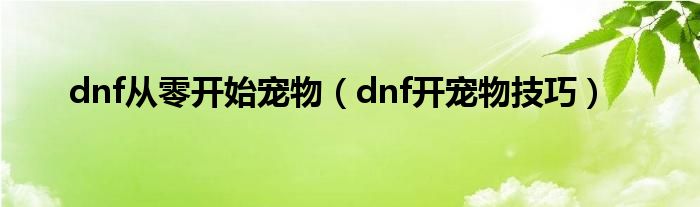 dnf从零开始宠物（dnf开宠物技巧）