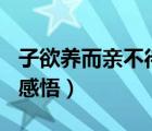 子欲养而亲不待感悟500字（子欲养而亲不待感悟）