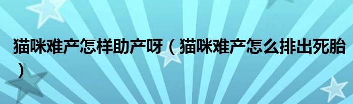 猫咪难产怎样助产呀（猫咪难产怎么排出死胎）