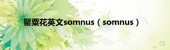 罂粟花英文somnus（somnus）