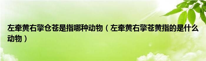 左牵黄右擎仓苍是指哪种动物（左牵黄右擎苍黄指的是什么动物）