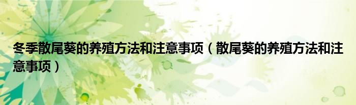 冬季散尾葵的养殖方法和注意事项（散尾葵的养殖方法和注意事项）