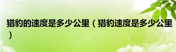 猎豹的速度是多少公里（猎豹速度是多少公里）