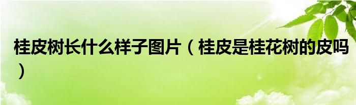 桂皮树长什么样子图片（桂皮是桂花树的皮吗）