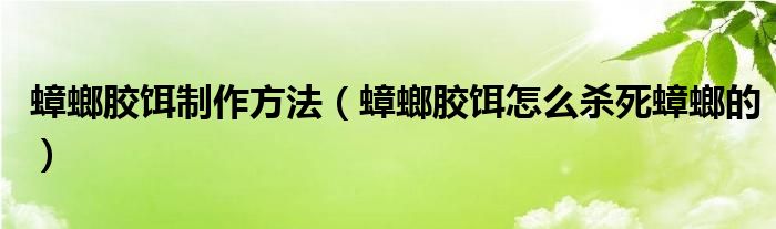 蟑螂胶饵制作方法（蟑螂胶饵怎么杀死蟑螂的）