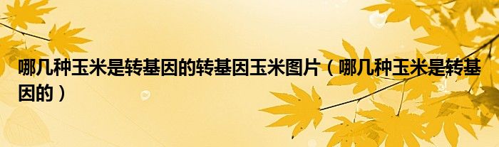 哪几种玉米是转基因的转基因玉米图片（哪几种玉米是转基因的）