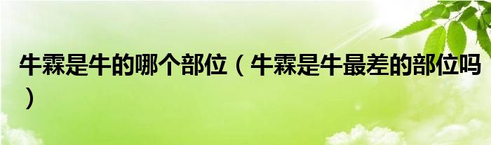 牛霖是牛的哪个部位（牛霖是牛最差的部位吗）