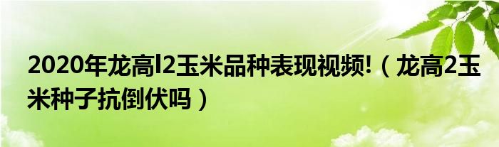 2020年龙高l2玉米品种表现视频!（龙高2玉米种子抗倒伏吗）