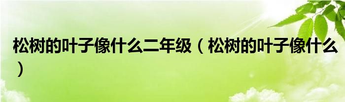 松树的叶子像什么二年级（松树的叶子像什么）