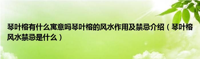 琴叶榕有什么寓意吗琴叶榕的风水作用及禁忌介绍（琴叶榕风水禁忌是什么）