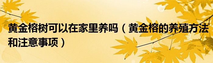 黄金榕树可以在家里养吗（黄金榕的养殖方法和注意事项）