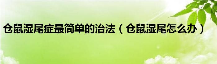 仓鼠湿尾症最简单的治法（仓鼠湿尾怎么办）