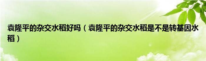 袁隆平的杂交水稻好吗（袁隆平的杂交水稻是不是转基因水稻）