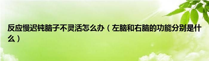 反应慢迟钝脑子不灵活怎么办（左脑和右脑的功能分别是什么）