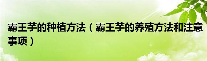 霸王芋的种植方法（霸王芋的养殖方法和注意事项）