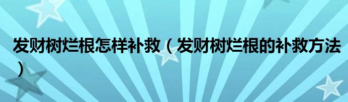 发财树烂根怎样补救（发财树烂根的补救方法）