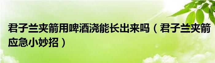 君子兰夹箭用啤酒浇能长出来吗（君子兰夹箭应急小妙招）