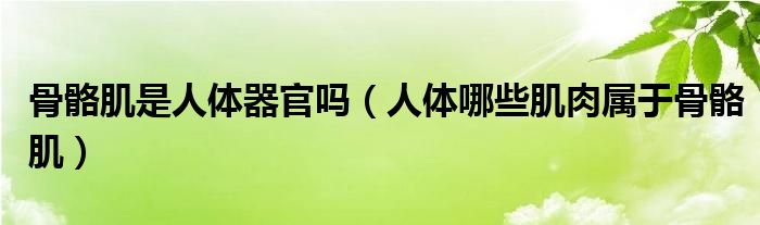 骨骼肌是人体器官吗（人体哪些肌肉属于骨骼肌）